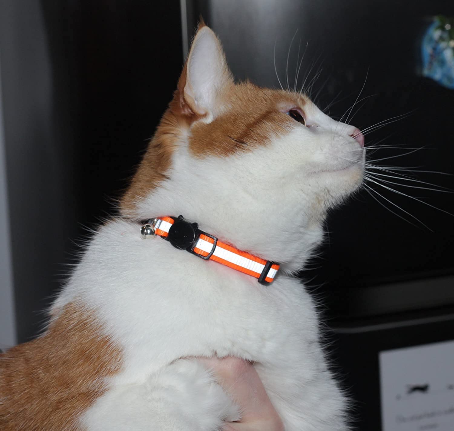 Wahre Katzenliebe™ LED Leuchthalsband - Wahre Katzenliebe