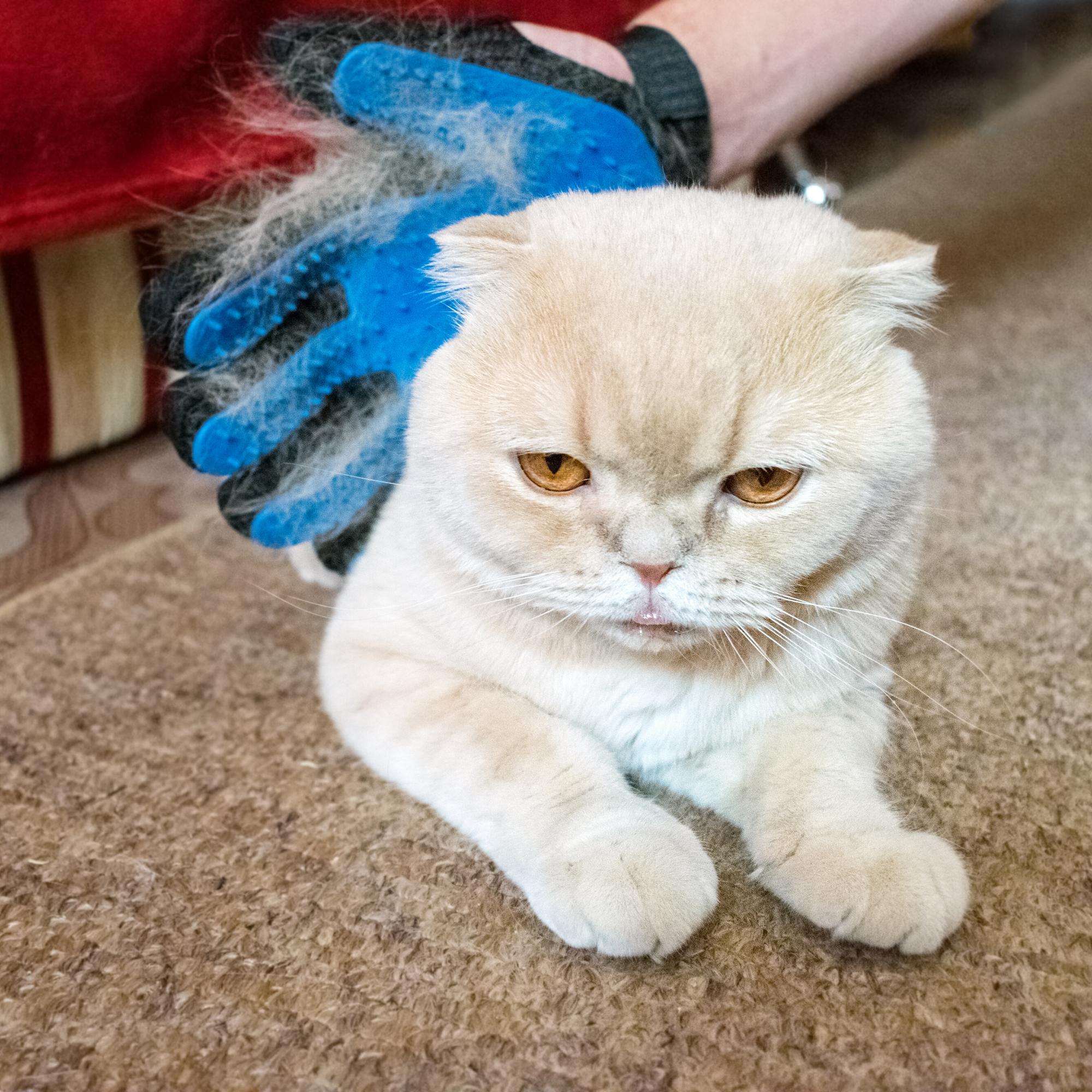 Wahre Katzenliebe™ - Fellpflegehandschuh - Wahre Katzenliebe